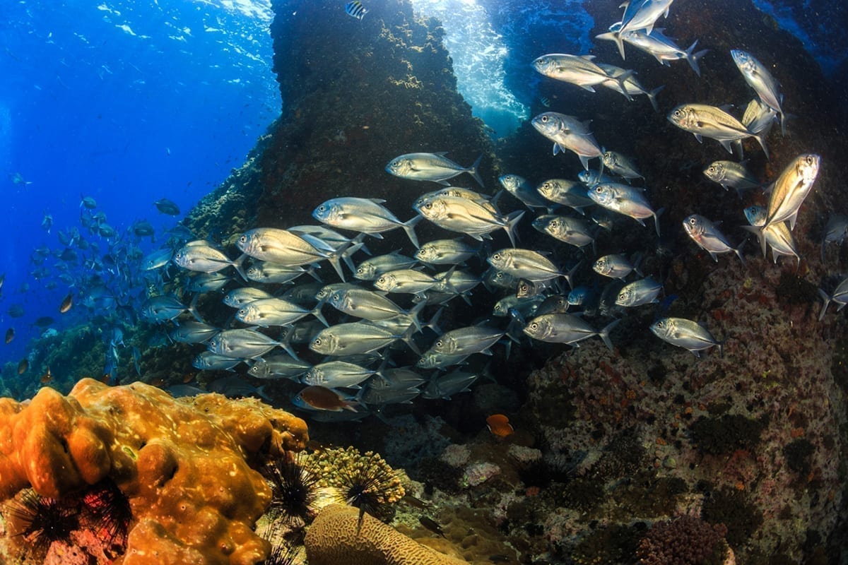 Sail Rock Dive Tour