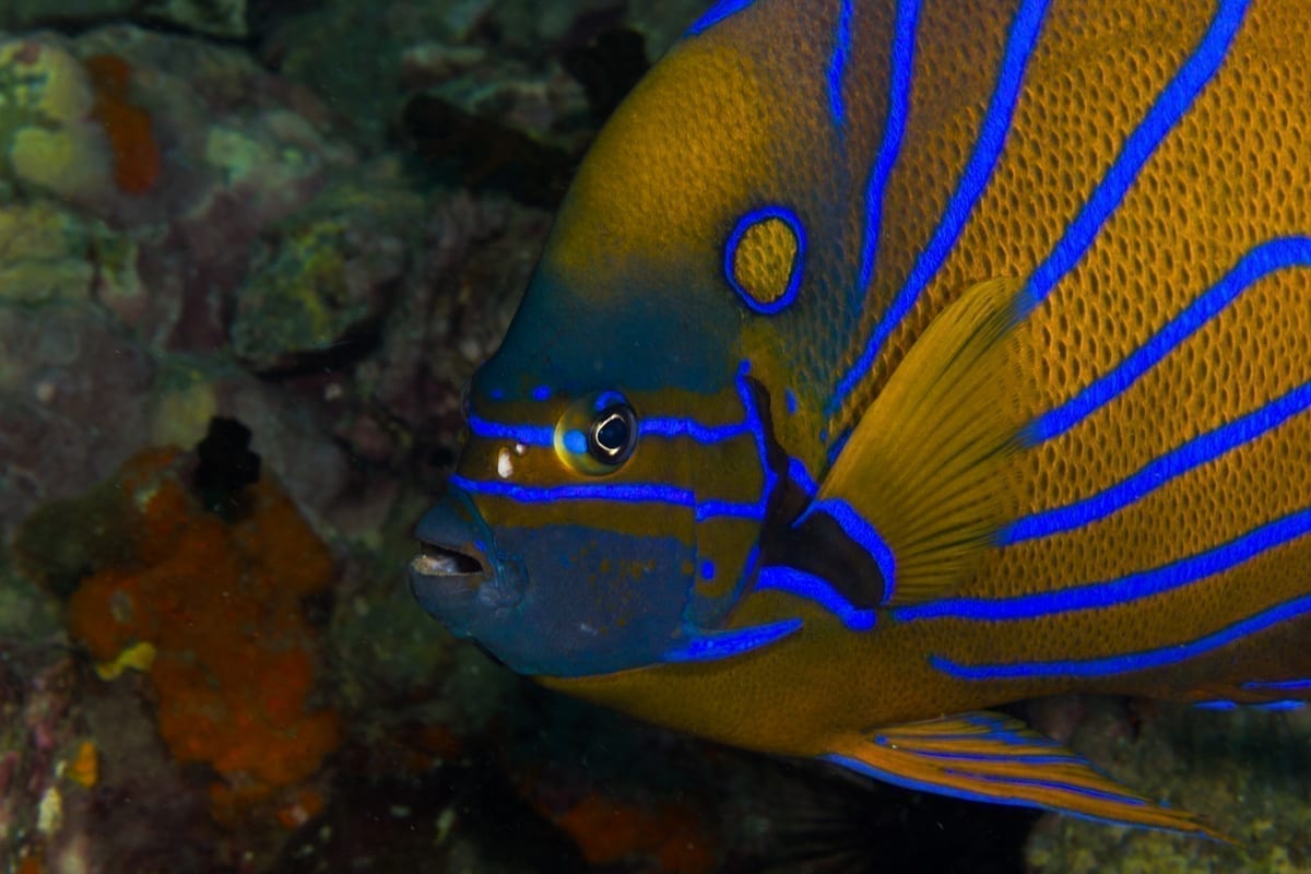 Sail Rock Dive Tour