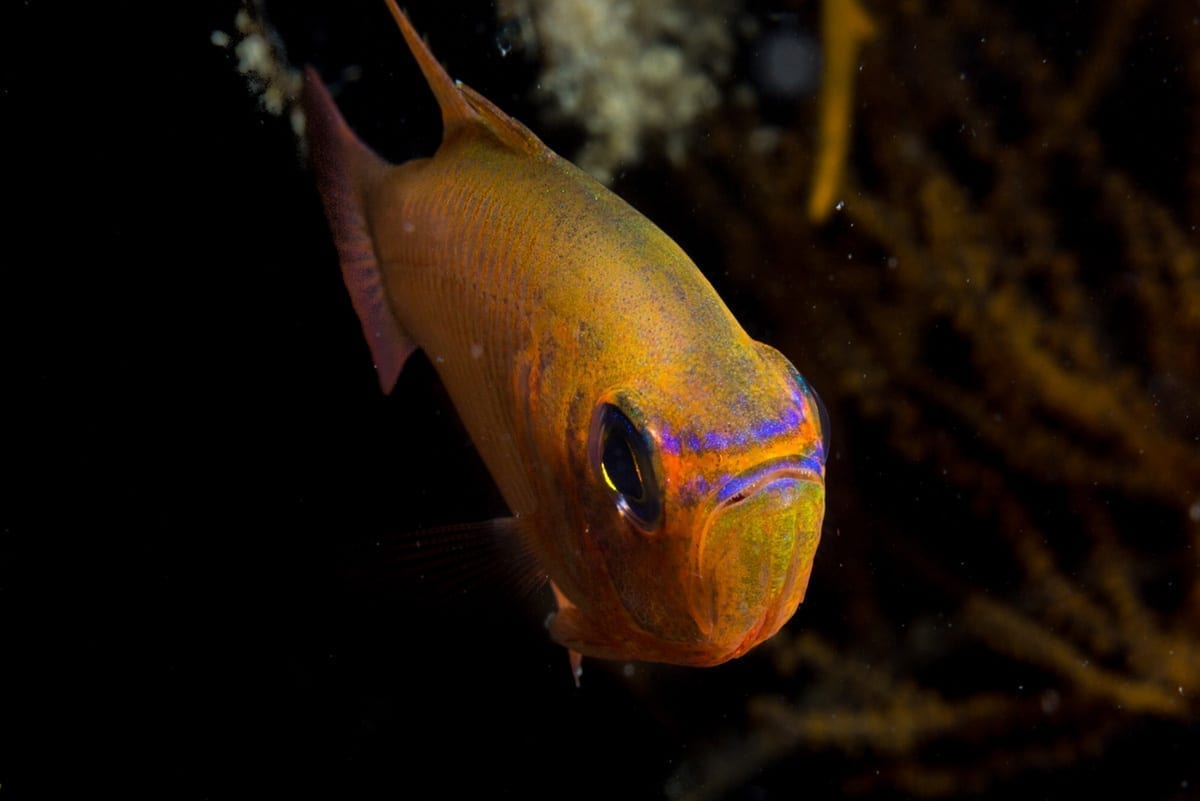 Koh Tao Dive Tour