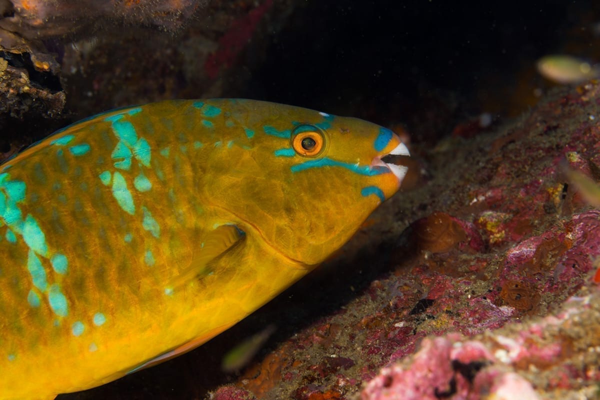 Koh Tao Dive Tour