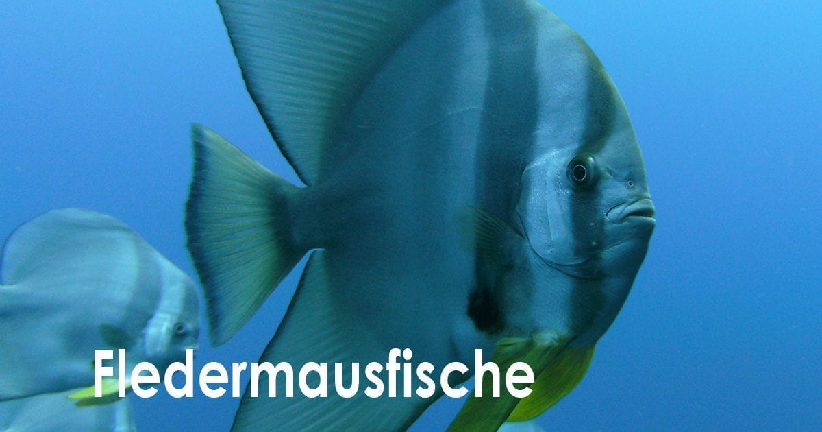 Fledermausfische