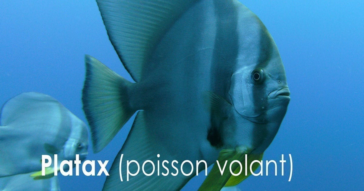 Platax - (poisson-volant)