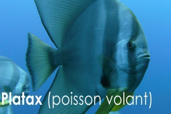 Platax - (poisson-volant)