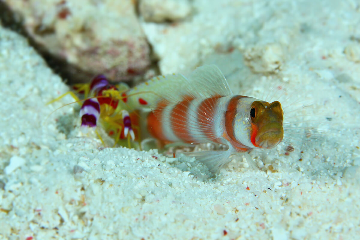 Goby Fish and Their Unique Relationship with Shrimps A Symbiotic Partnership