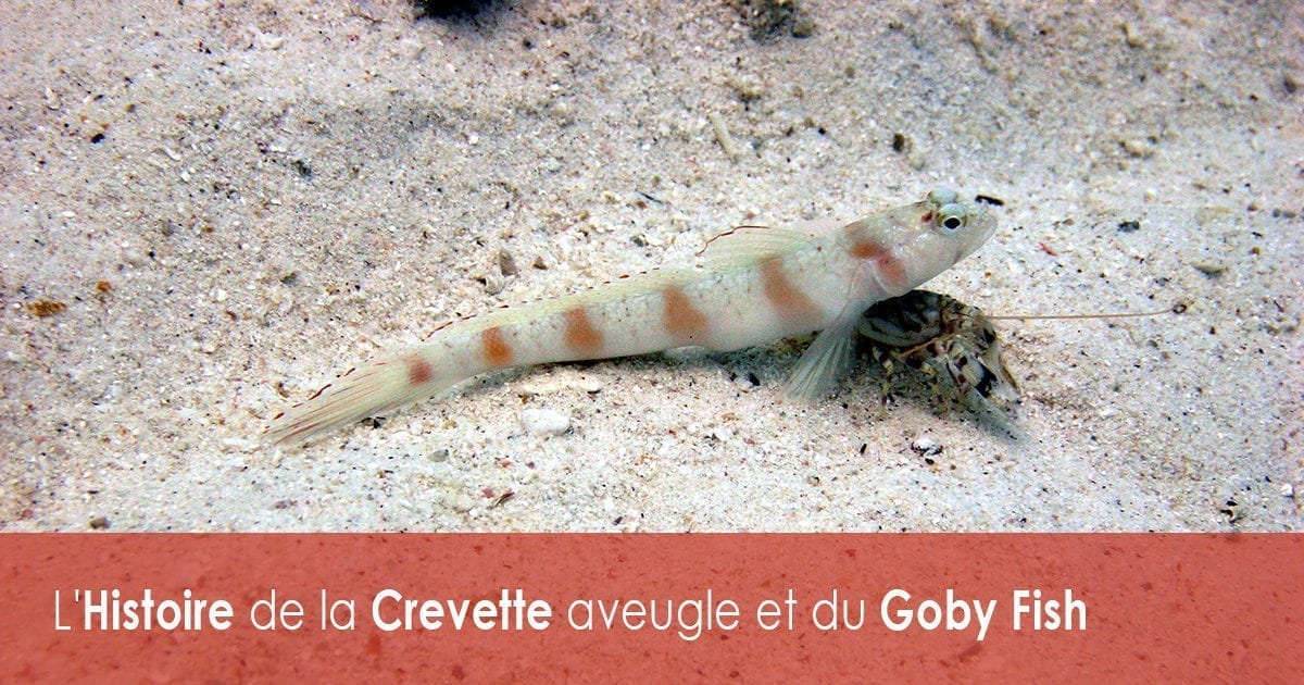 L'Histoire de la Crevette aveugle et du Goby Fish