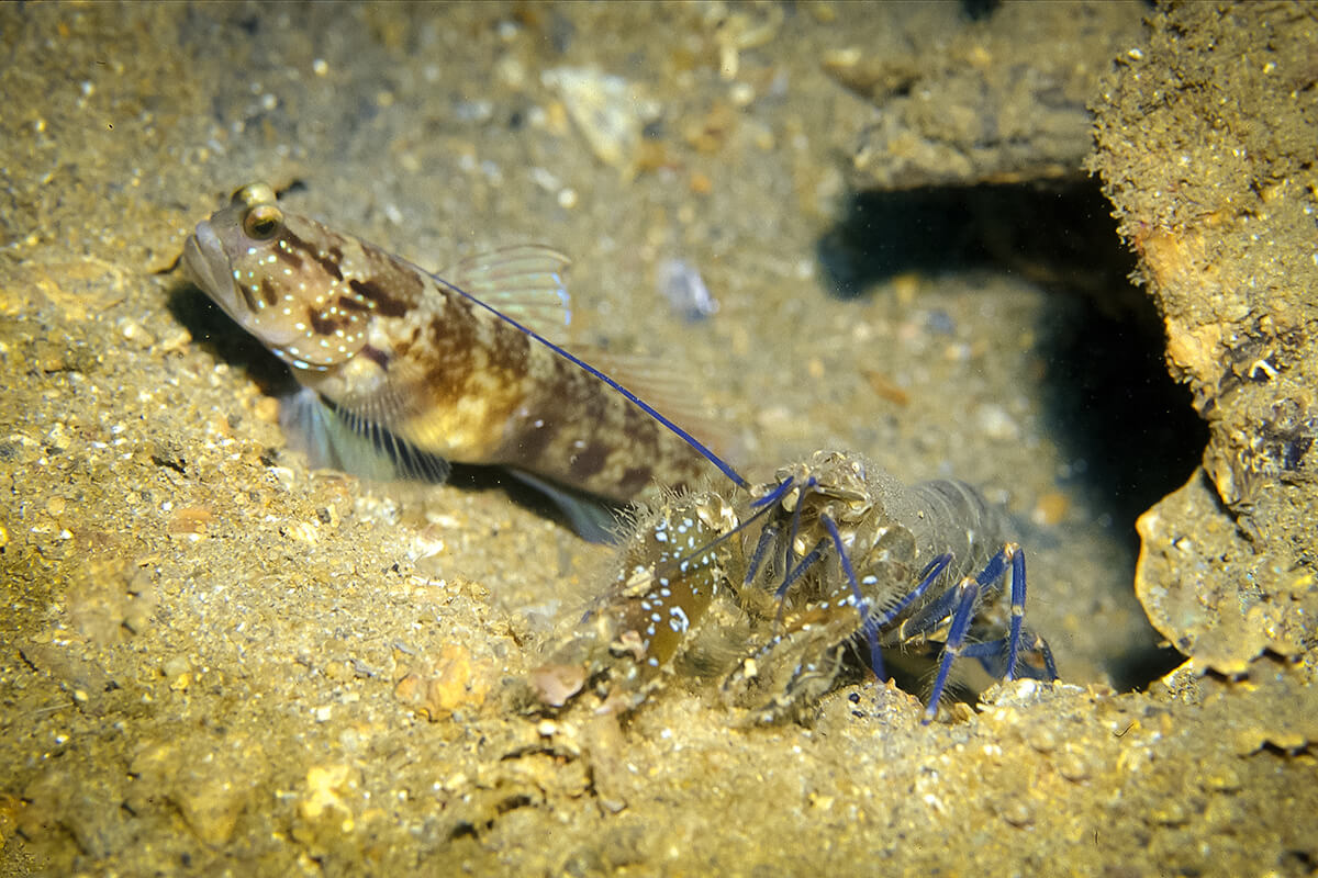 The Pistol Shrimp Nature’s Master Digger and A Perfect Symbiosis