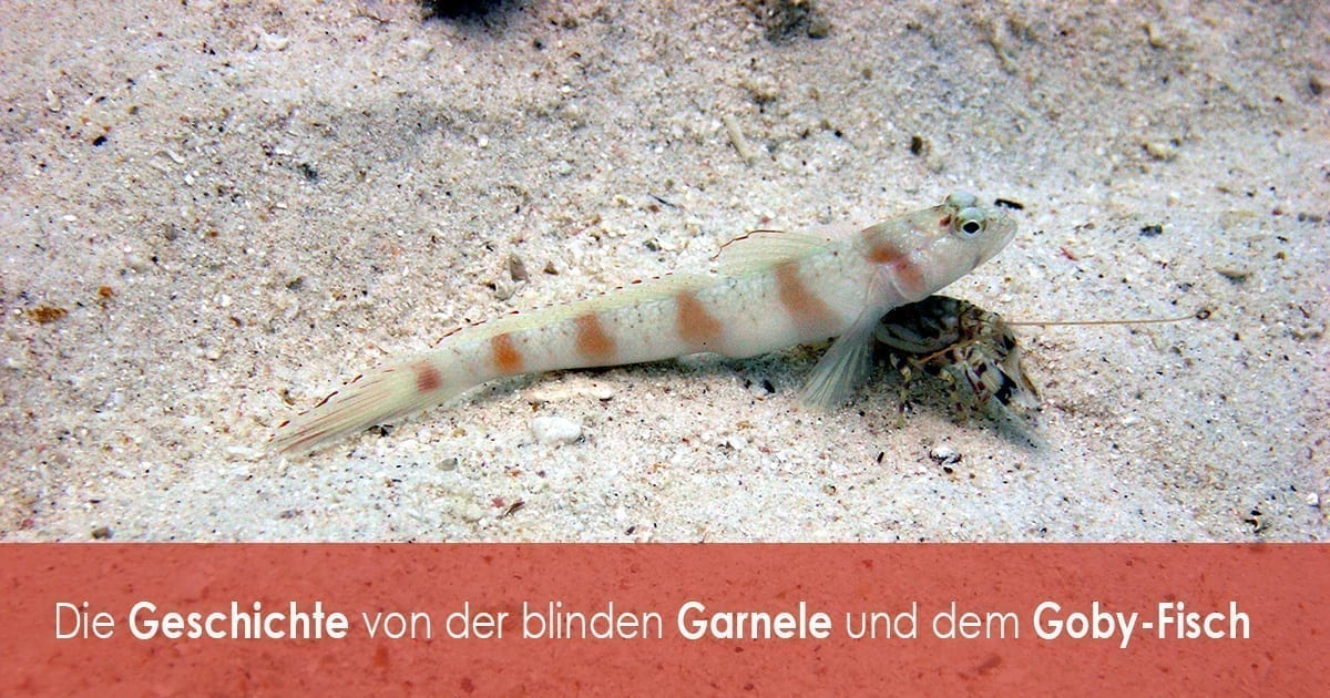 Die Geschichte von der blinden Garnele und dem Goby-Fisch