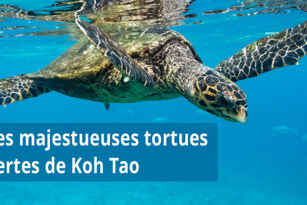 Les majestueuses tortues vertes de Koh Tao