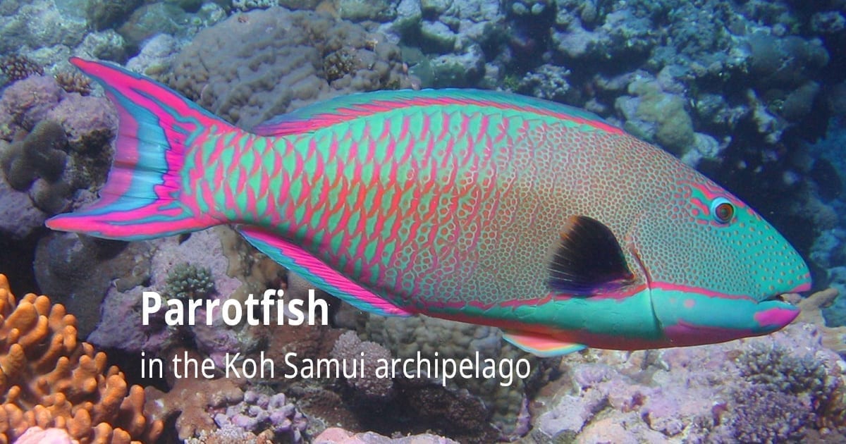 Parrotfish in the Koh Samui archipelago