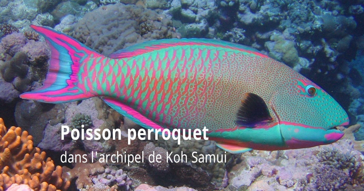 Poisson perroquet dans l'archipel de Koh Samui