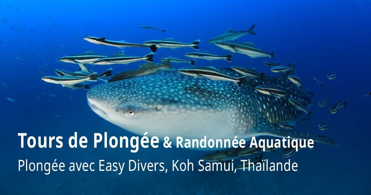 Réservez une excursion de plongée avec tuba et plongée à Koh Tao