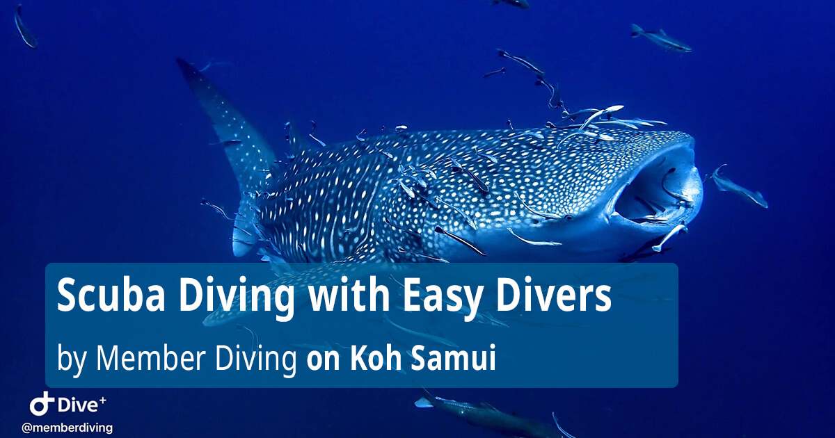 Scuba Diving with Easy Divers by Member Diving on Koh Samui