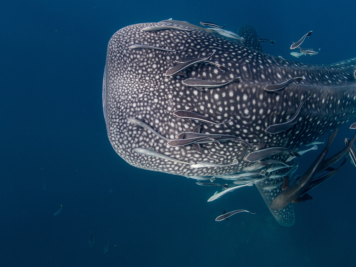 Discovering Sail Rock: A Diver’s Paradise