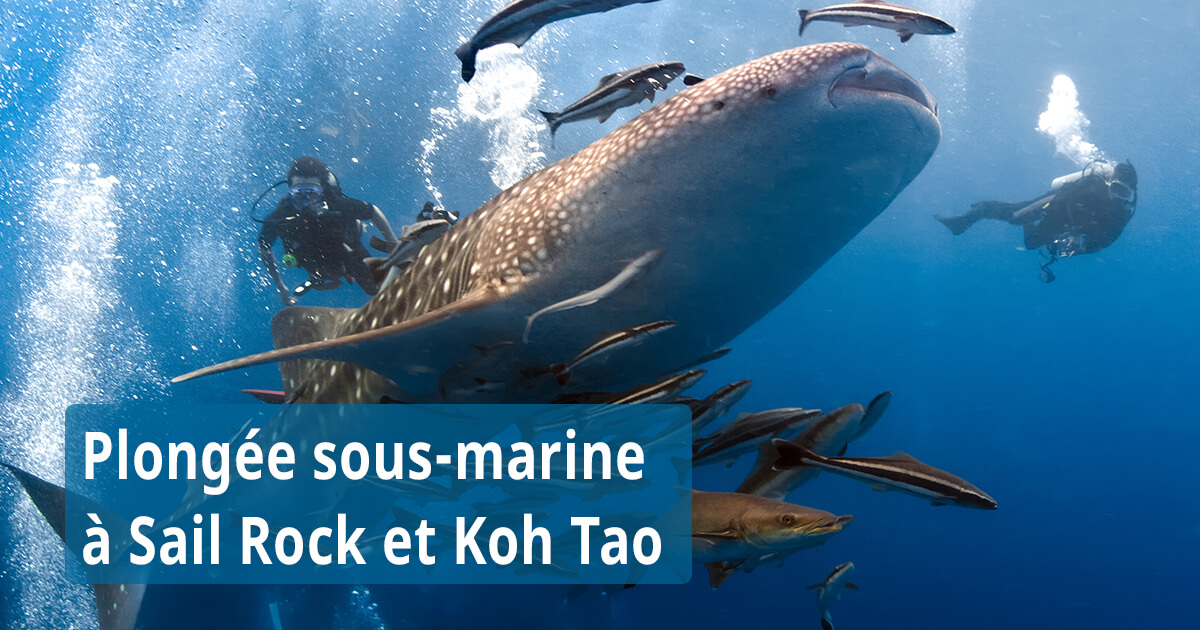 Plongée sous-marine à Sail Rock et Koh Tao avec Easy Divers