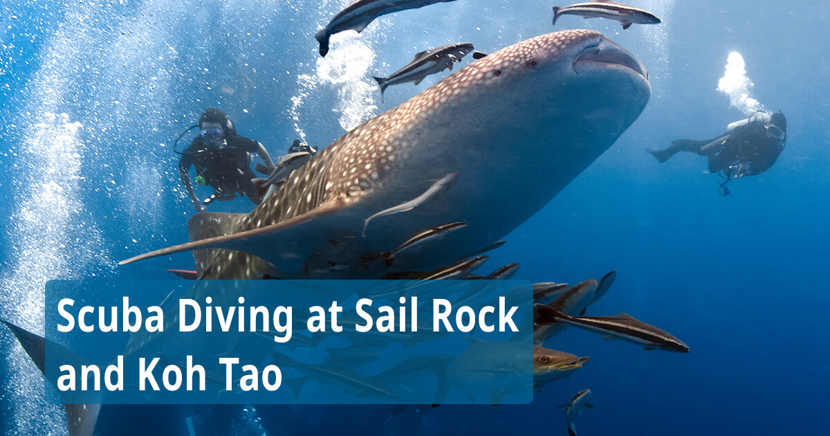 Scuba Diving at Sail Rock and Koh Tao with Easy Divers