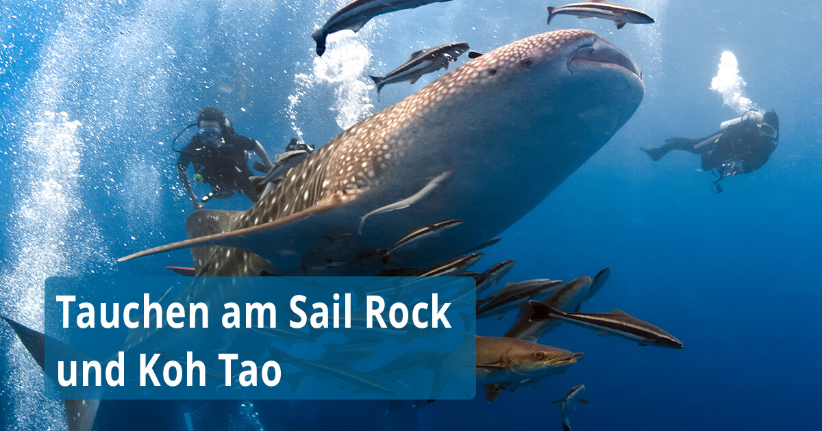 Tauchen am Sail Rock und Koh Tao mit Easy Divers